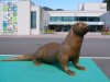 The Big Otter outside the centre