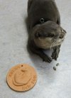 Home again: Nemo enjoyed his gift of pumpkin seeds from Italy, and admired the terracotta plaque commemorating the Colloquium