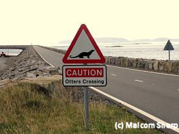 Otter Crossing by Malcom Sharp