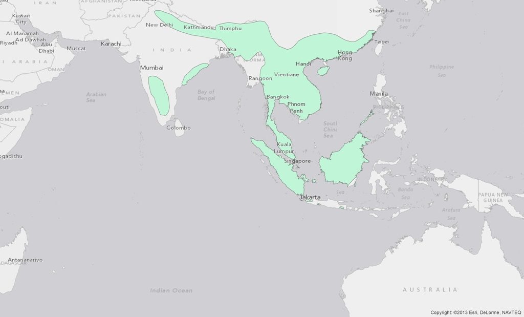 Asian Small-Clawed Otters Population