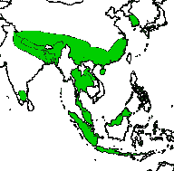 Map of Asia showing species found in Indonesia, Sarawak, Malaysia,South Korea, Southern China across to the Himalayas and Northern India, with an isolated population in Southern India