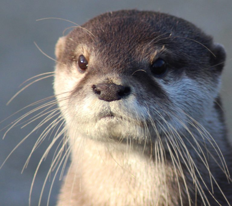 Otter species iucn ssc otter specialist group