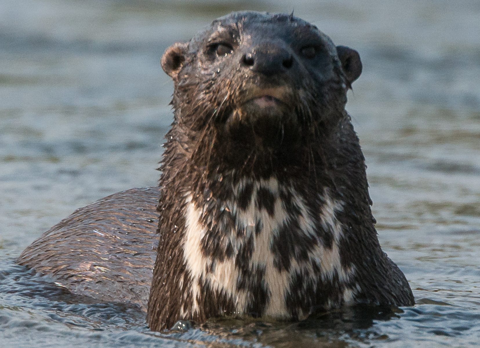 Spotted-necked Otter (Hydrictis maculicollis) | IUCN/SSC Otter Specialist  Group