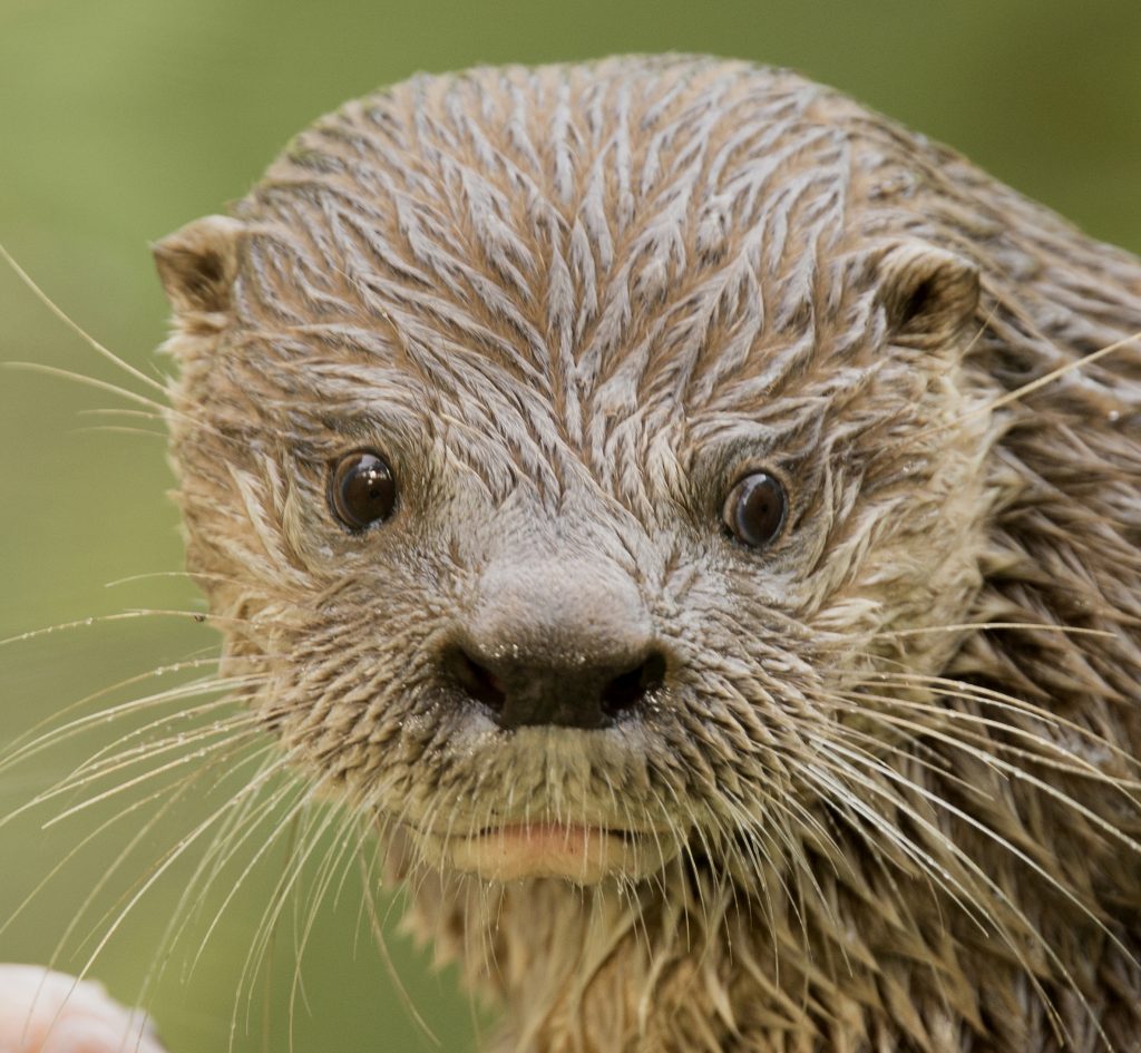 Neotropical Otter