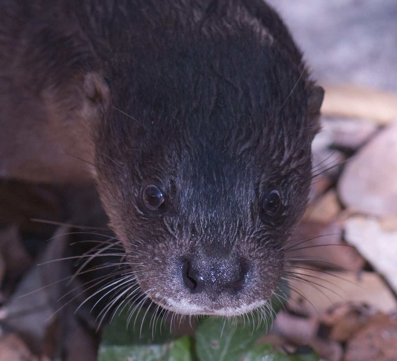 Hairy-Nosed Otter