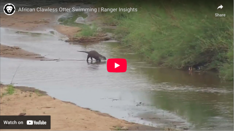 African Clawless Otter Swimming