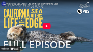 California Sea Otters: Life on the Edge