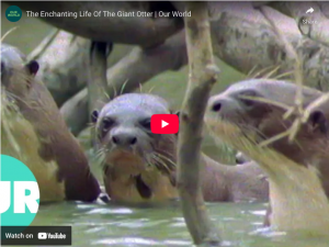 The Enchanting Life Of The Giant Otter 