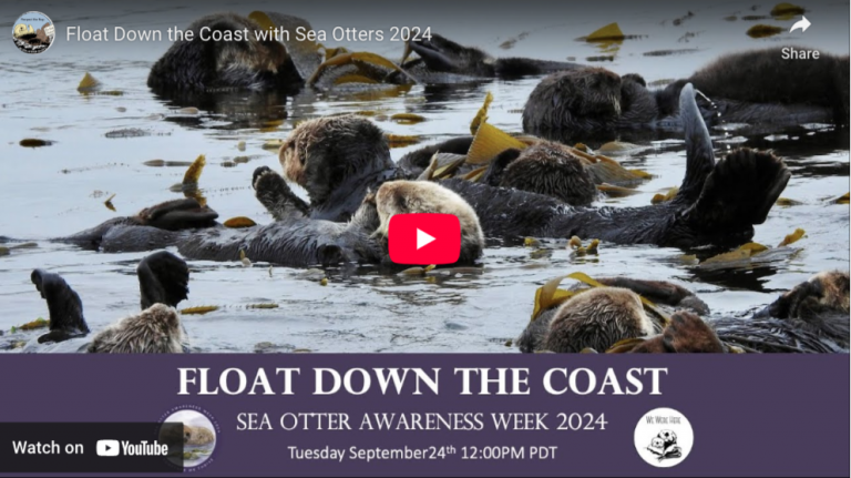 Float Down the Coast with Sea Otters 2024
