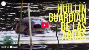 Huillín Guardián de las aguas