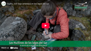 Huillín, vivir bajo amenaza en los lagos del sur