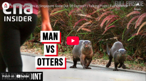 Have The Otters In Singapore Gone Out Of Control?