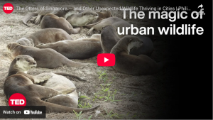 The Otters of Singapore — and Other Unexpected Wildlife Thriving in Cities