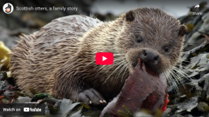 Scottish otters, a family story