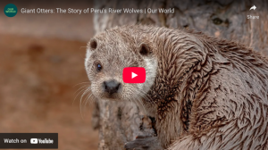 Giant Otters: The Story of Peru’s River Wolves