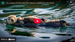 The Journey of Three Sea Otter Babies to Adulthood